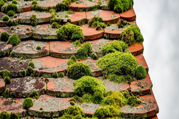 Quand Planifier le Démoussage de sa Toiture à Toulouse